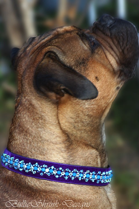 Ch. Brobens Breanna of Bullmast wearing the Royal Purple Velvet Woven Swarovski collar
